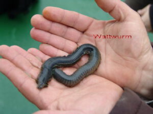 Wattwurm